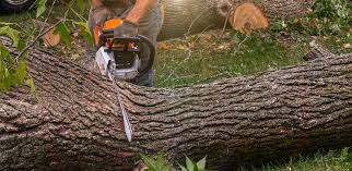 Best Tree and Shrub Care  in White Oak, PA