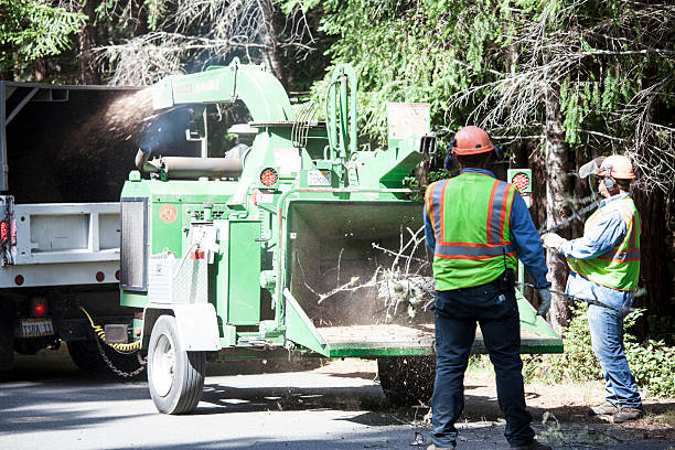 Best Tree Health Inspection  in White Oak, PA