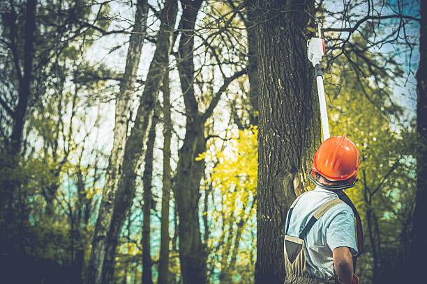 How Our Tree Care Process Works  in  White Oak, PA
